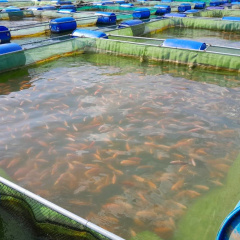 Bình Định: Phát triển nuôi trồng thủy sản hồ chứa
